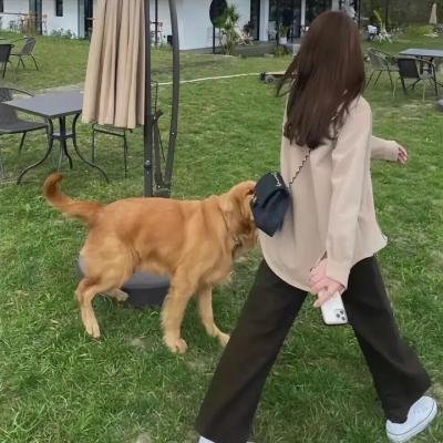 龙凤春光